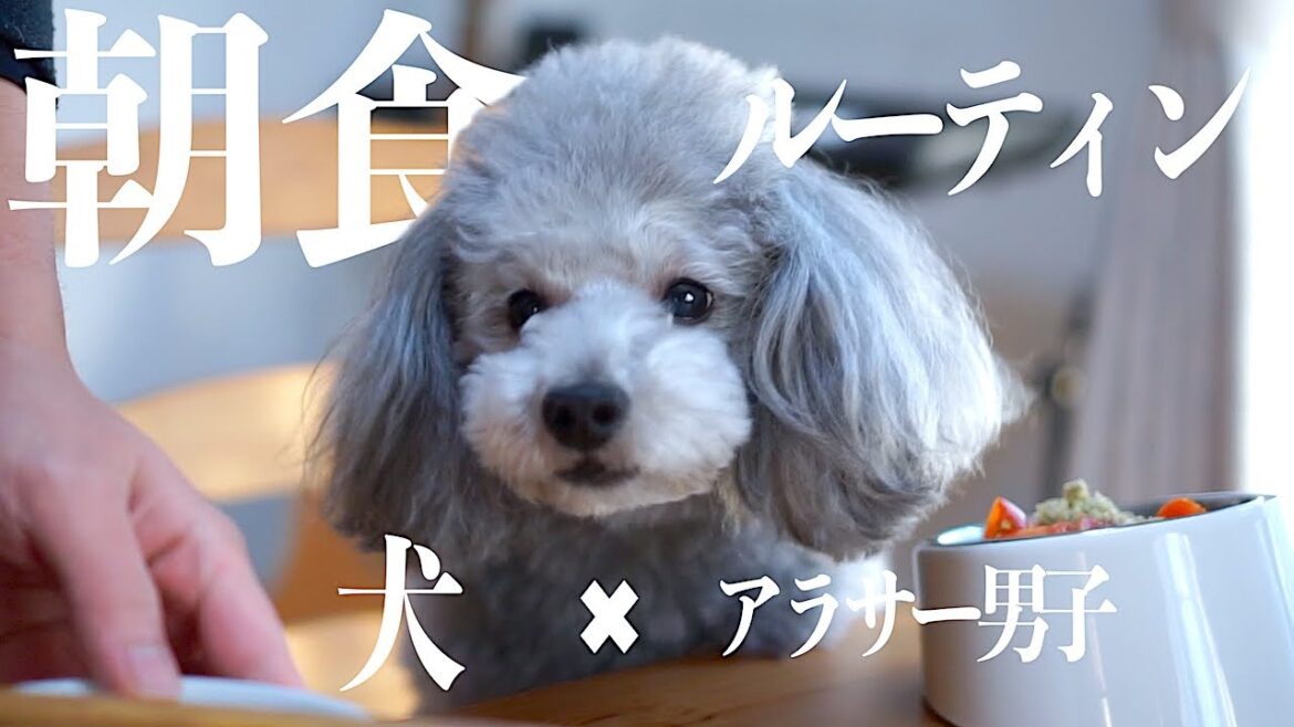 🐶犬とアラサー独身男　出勤前の朝食ルーティン【トイプードルのグリィ】【犬】【dog】【toy poodle】【一人暮らしのルーティン】