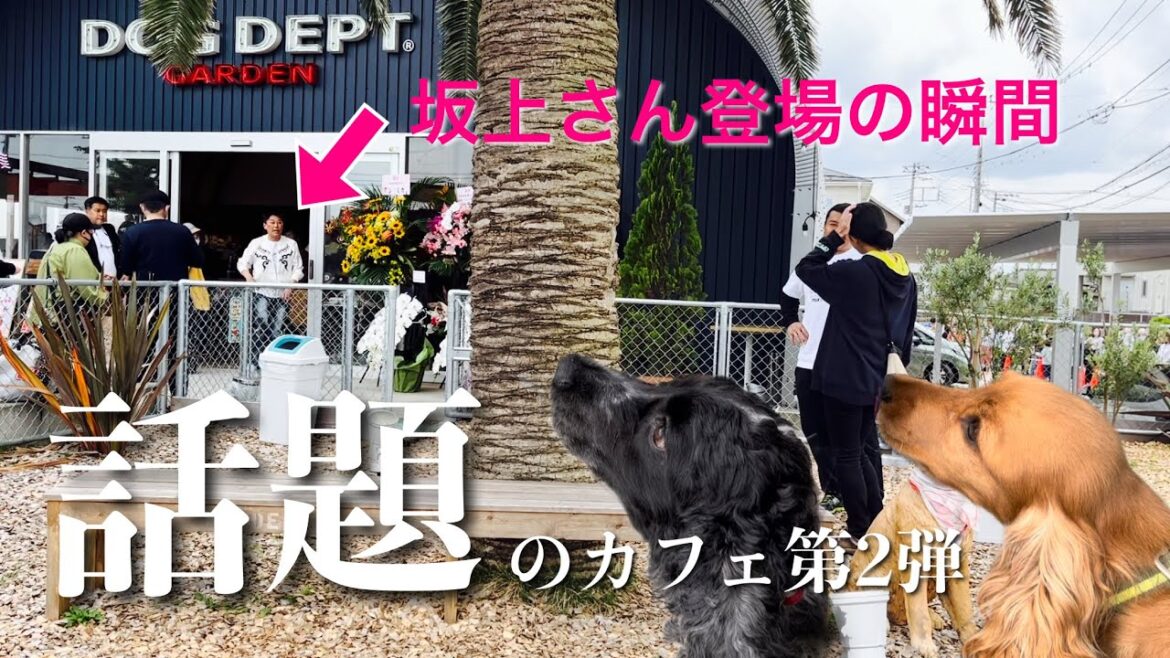 【お散歩スポット巡り#30】さかがみ家Cafe第2弾!坂上さん登場の瞬間に立ち会えた! イングリッシュコッカースパニエル「みみ」 の気持ち 【お散歩スポット巡り#30】さかがみ家Cafe第2弾!坂上さん登場の瞬間に立ち会えた! イングリッシュコッカースパニエル「みみ」 の気持ち