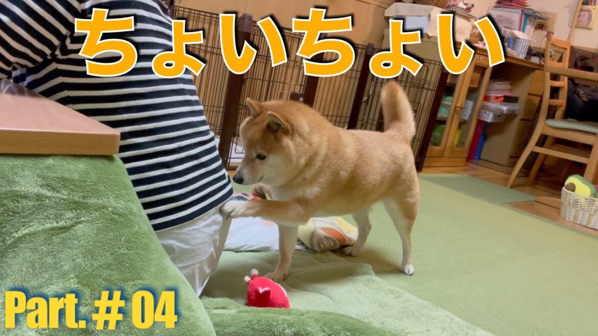 ちょいちょいが可愛い柴犬