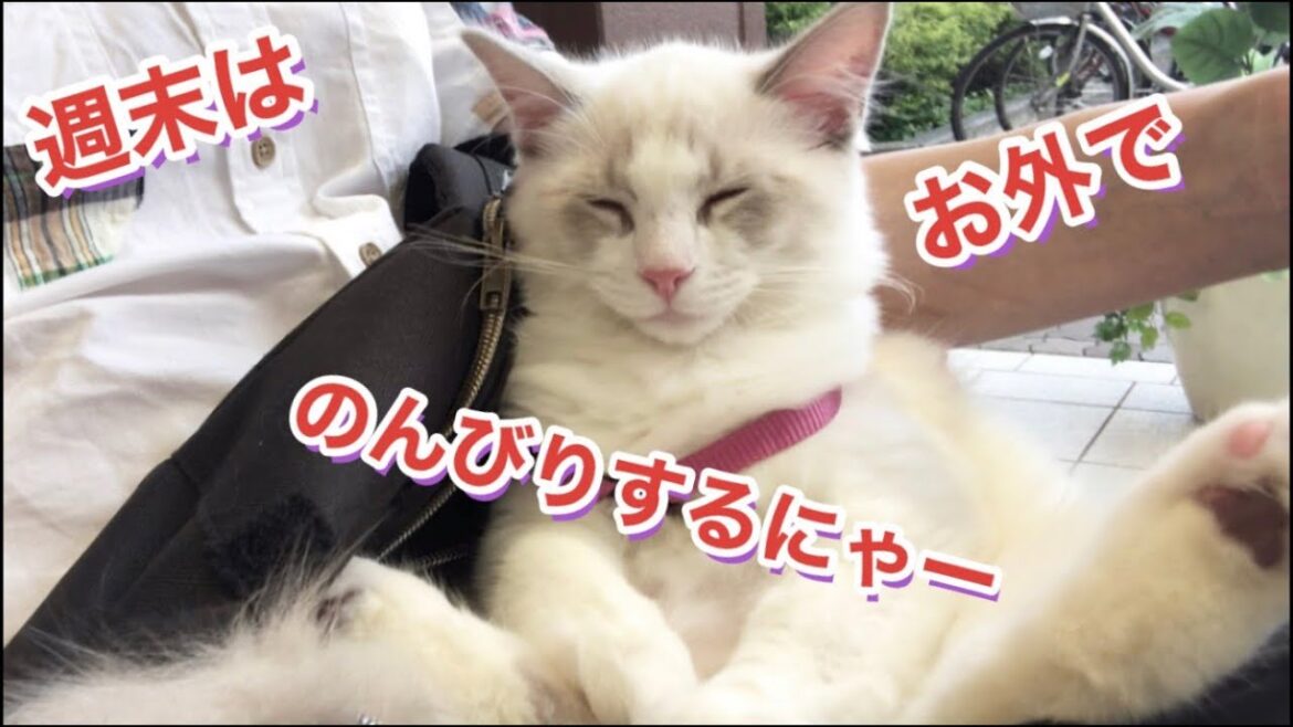 💛猫ちゃんと外出をおすすめする意外な理由！💛【ヒマラヤン＆ラグドール】💛ラグドール猫！｜最高に美しい猫｜ヒマラヤン猫｜華麗な猫｜