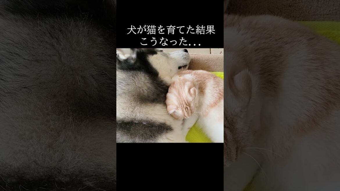 犬が猫を育てた結果こうなった...#猫 #shorts