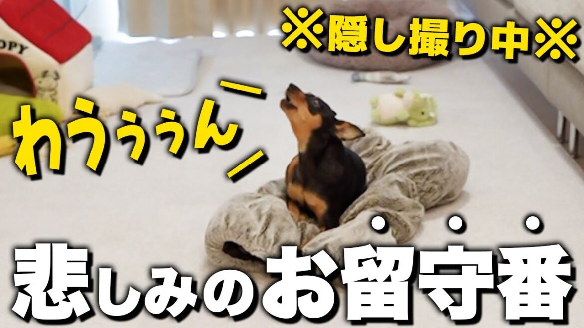 5歳、未婚、食いしん坊。寂しいお留守番もこれがあるなら頑張れる。。【犬の留守番】