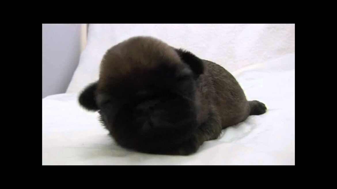 ブリュッセルグリフォンの子犬01