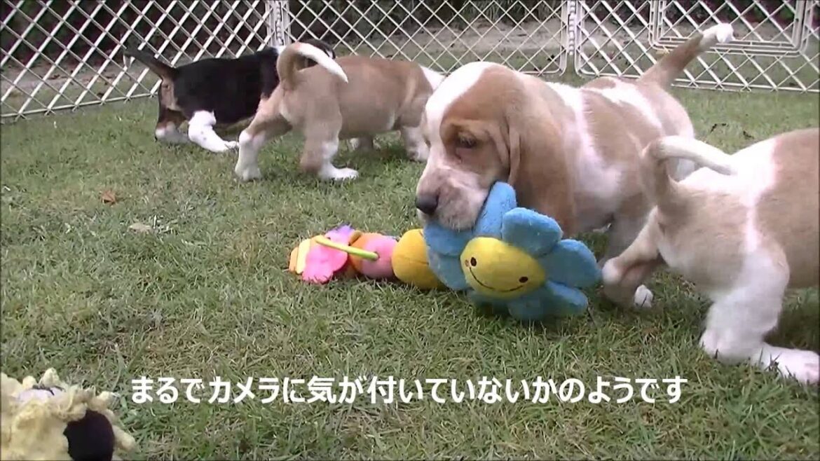 8/21生まれのバセットハウンド5頭