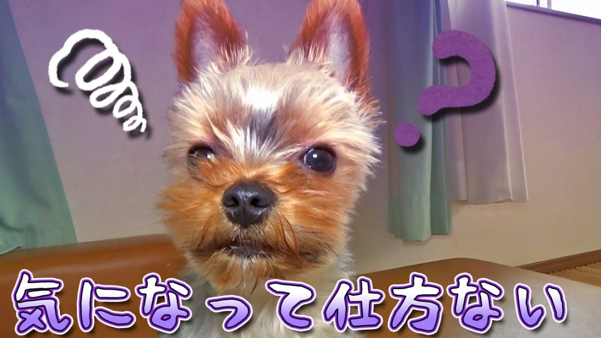 【ヨークシャテリア】何かが気になって仕方ないヨークシャテリア【Yorkshire Terrier】
