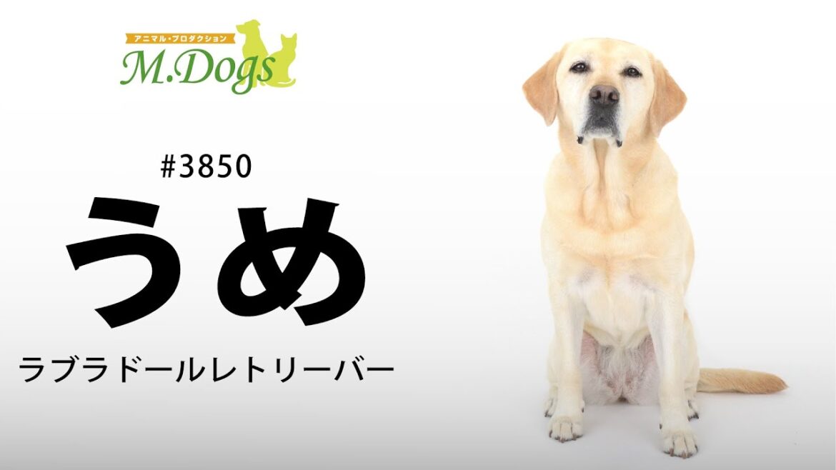 ペットモデル #3850 ラブラドールレトリーバー「うめ」