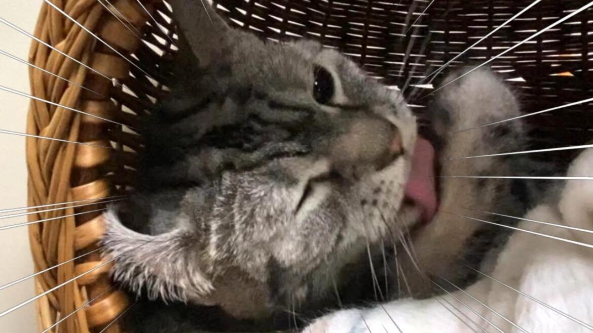 アメリカンショートヘア自力でアメリカンカールになる