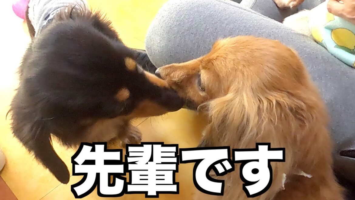 【GWの記録①】うちの子記念日はいつもの所で嫉妬の嵐【カニンヘンダックスえびすの日常】 【GWの記録①】うちの子記念日はいつもの所で嫉妬の嵐【カニンヘンダックスえびすの日常】