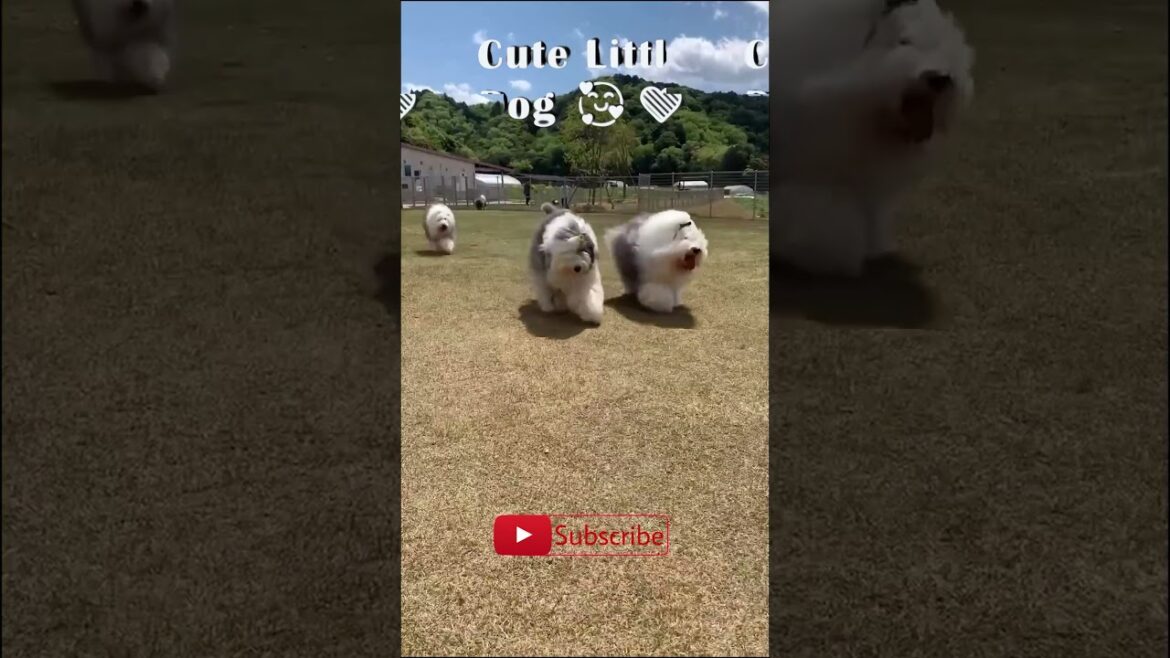 Old english sheepdog puppy 🐶🐶🐾 Old english sheepdog puppy 🐶🐶🐾