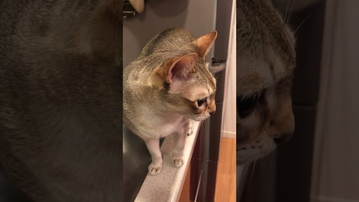 流しで遊ぶより、たぬき猫をペロペロしたいシンガプーラなのにゃ♪