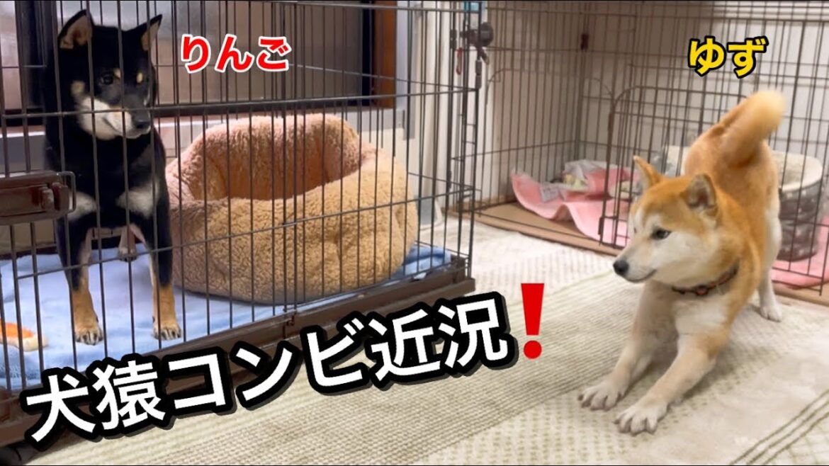 犬猿コンビ柴犬ゆずと黒柴りんごの近況です！