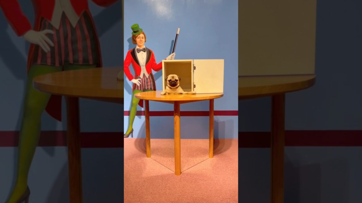 [パグ]マジックショー🪄🐶 (magic show) #那須とりっくあーとぴあ #shorts