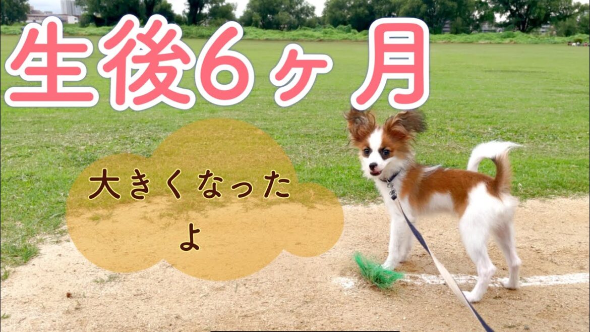 【パピヨン】ハーフバースデー