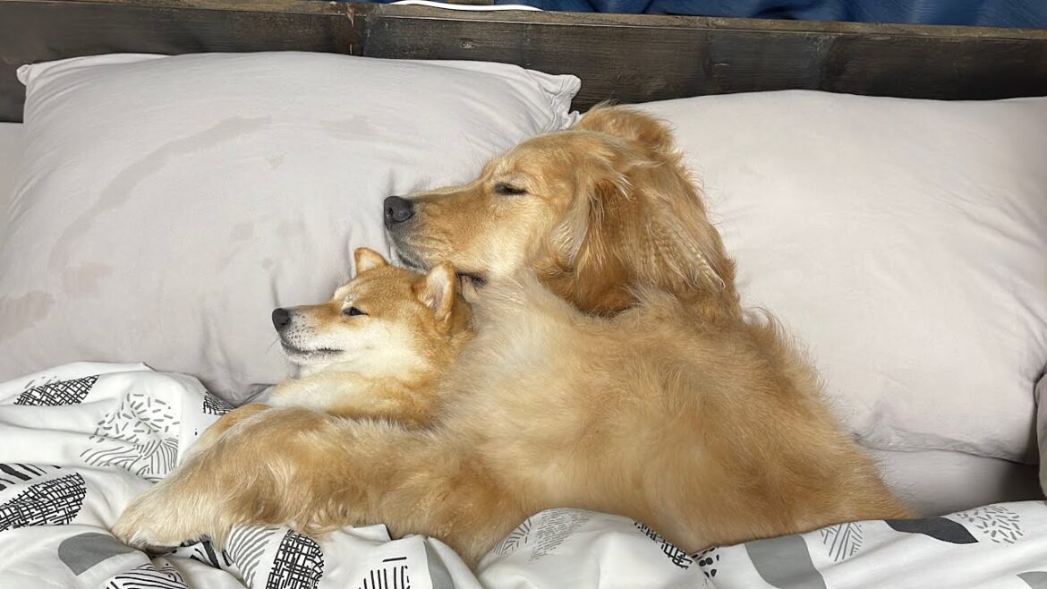本当の兄妹のように寄り添って眠る豆柴ゴールデンレトリバーが可愛すぎた 本当の兄妹のように寄り添って眠る豆柴ゴールデンレトリバーが可愛すぎた