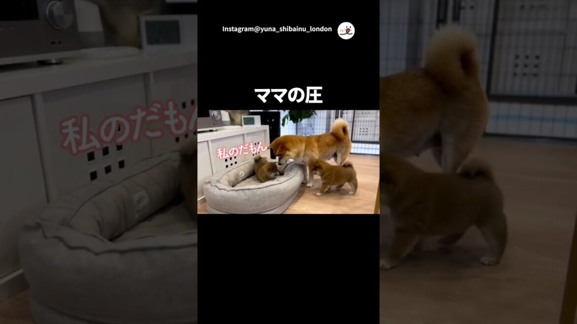 柴ママ、やさしく仲裁に入る｜PECO