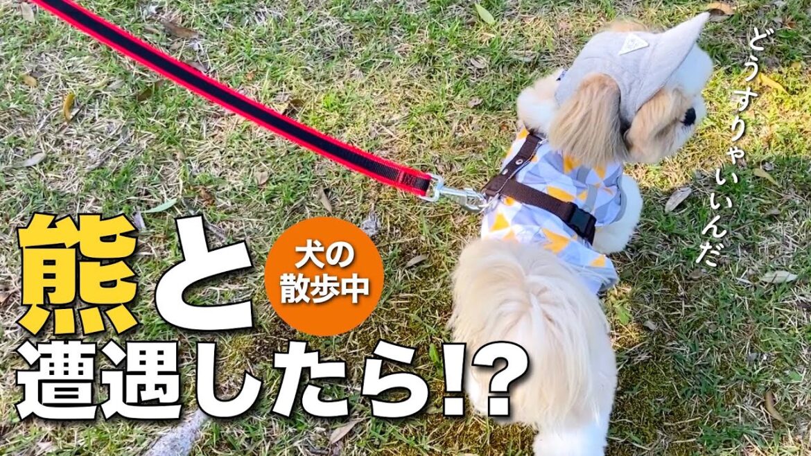 【シーズー】近所にクマが出た・・・((((；ﾟДﾟ))))【254】
