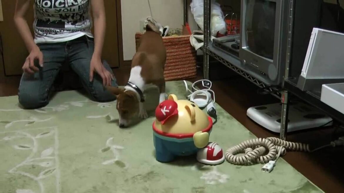 動くオモチャが怖いバセンジーの子犬　Basenji puppy, afraid of moving toys.
