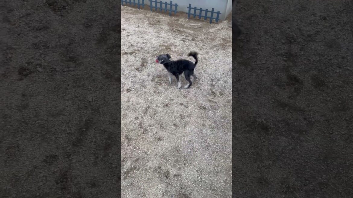 庭で走り回る犬🐶　【シュナプーのぺぺ】