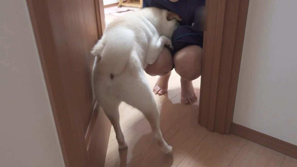 お姉ちゃんを出待ちしてた柴犬が会えた途端甘えたくて飛び込む！【癒し】