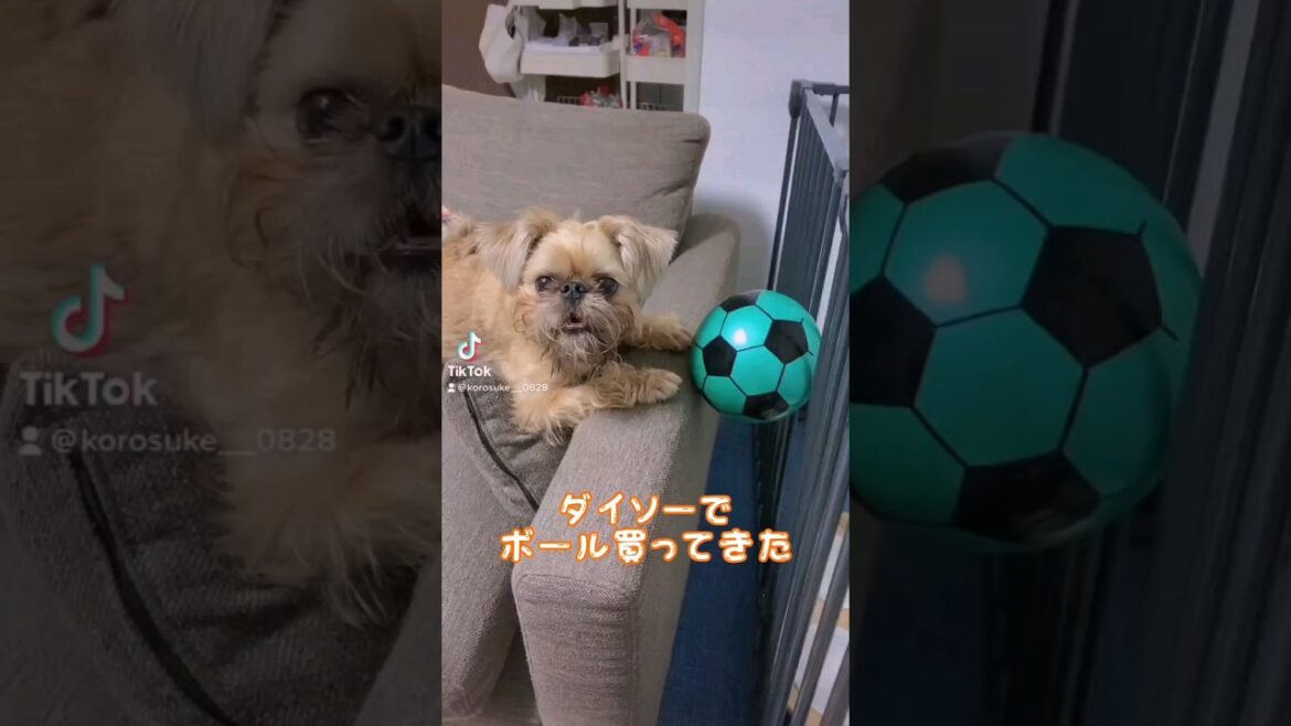 【ぶさかわ犬】新しいおもちゃで遊ぶ⚽ #shorts #犬