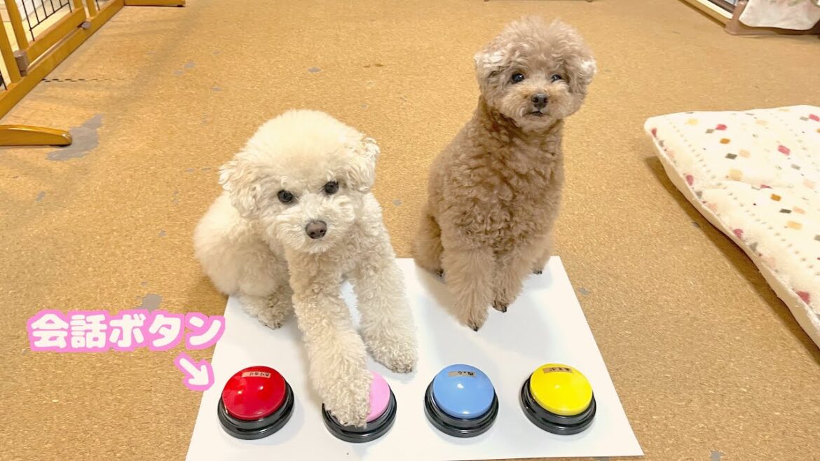 愛犬と初めて会話ボタンを使ったら腹筋崩壊したｗ