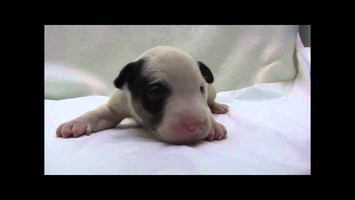 ミニチュアブルテリアの子犬05