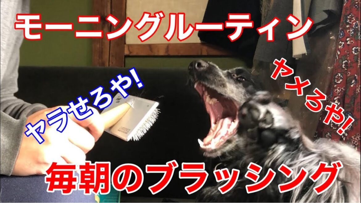 【日常】モーニングルーティンを仕方なく受け入れるイングリッシュ コッカースパニエル【ちよ君】ブラッシング