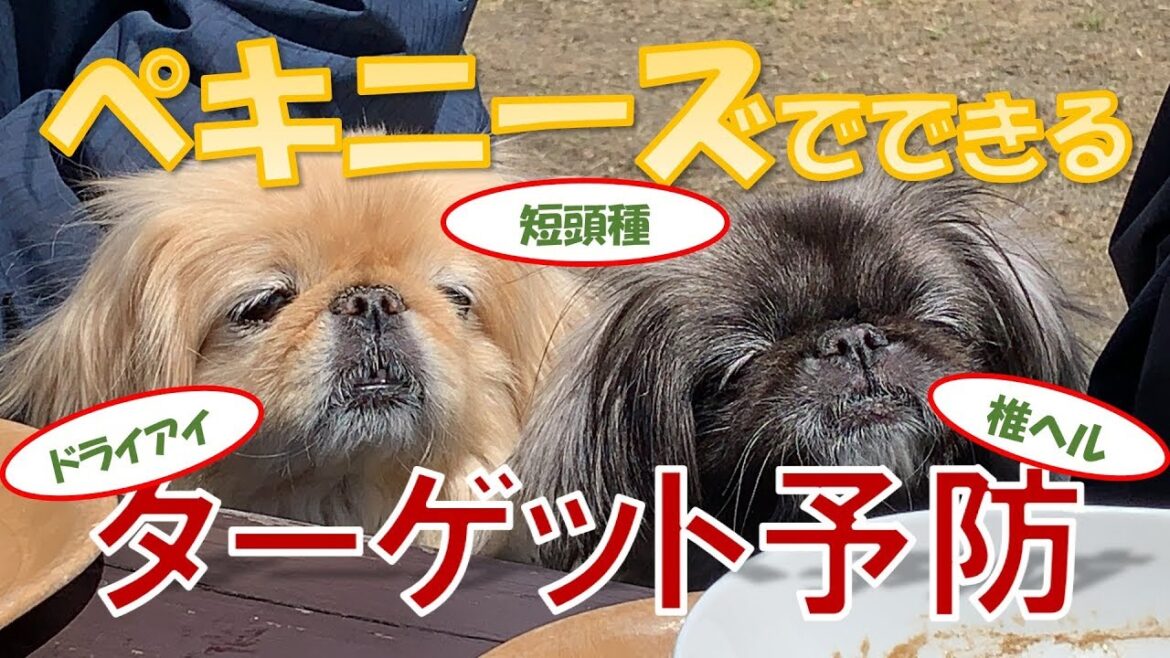 【ペキニーズ】ターゲット予防！ペキニーズでおきやすい病気を予防しよう！［予防 × 獣医］