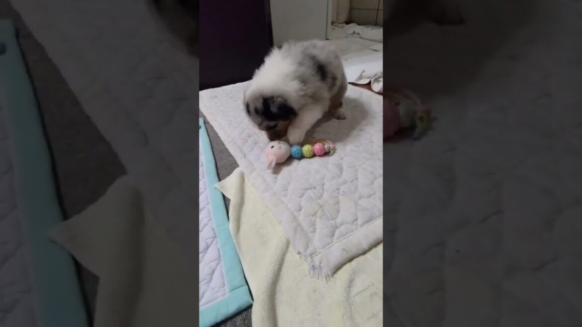 子犬があむあむするだけの動画【オーストラリアンシェパード】