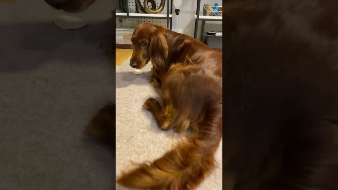 違う おやつはわたせなイ！ #shorts （peco　Can't give you a snack）　アイリッシュセター（アイリッシュセッター） Irish Setor（Irish Setter）