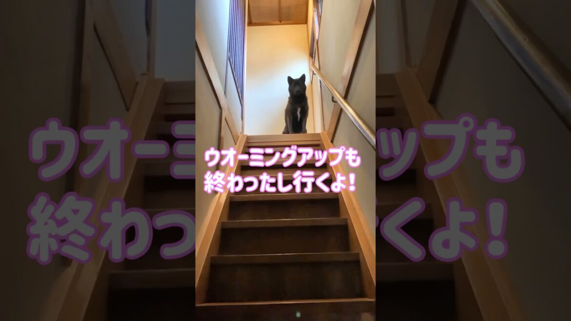 階段を降りる甲斐犬 #shorts