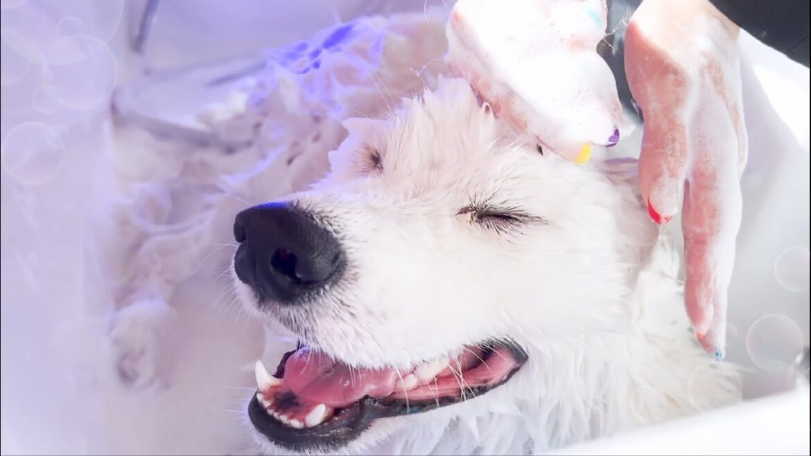 2ヶ月ぶりのお風呂で純白に生まれ変わるサモエド犬