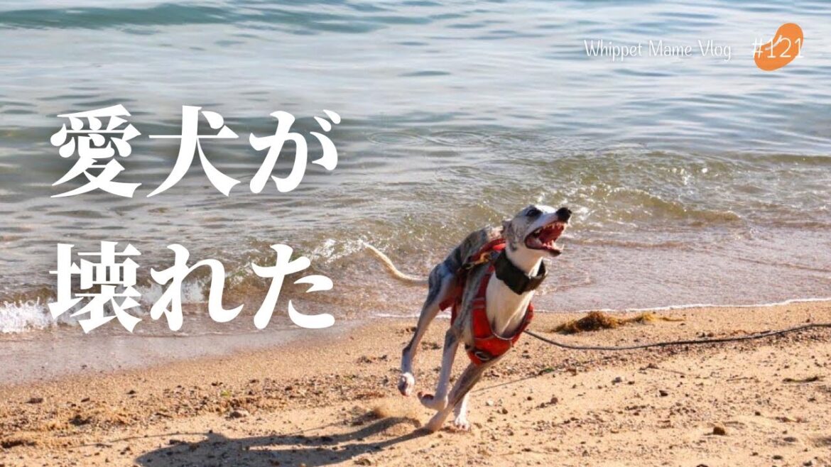 短距離最速の犬が冷たい海に入るともうスピードでぶっ飛ぶ　#121