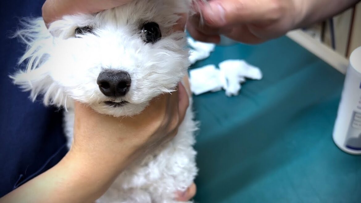 犬が異常なほど痒がっていた耳を病院で診てもらいました 犬が異常なほど痒がっていた耳を病院で診てもらいました