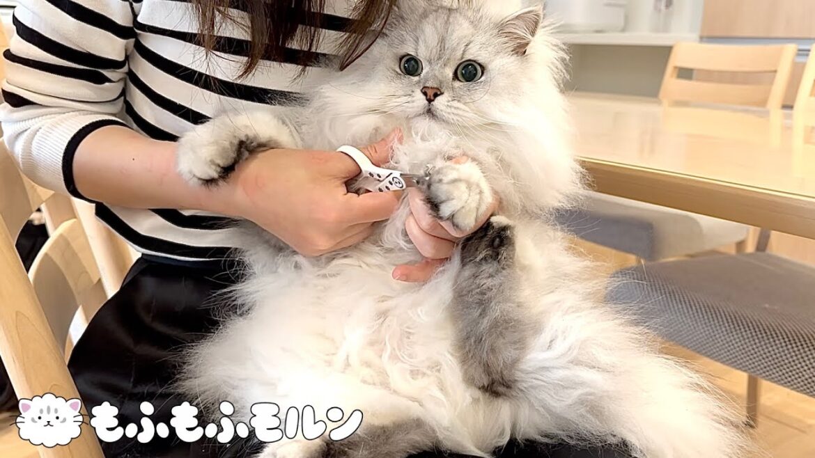 猫の爪切りとバリカンがけをまとめてやってみると… 【サイベリアン】