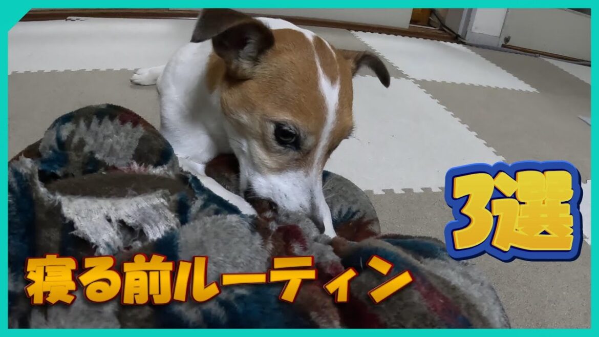 【癒し】おてんばワンコの寝る前ルーティン3選！ #ジャックラッセルテリア   #jackrussellterrier