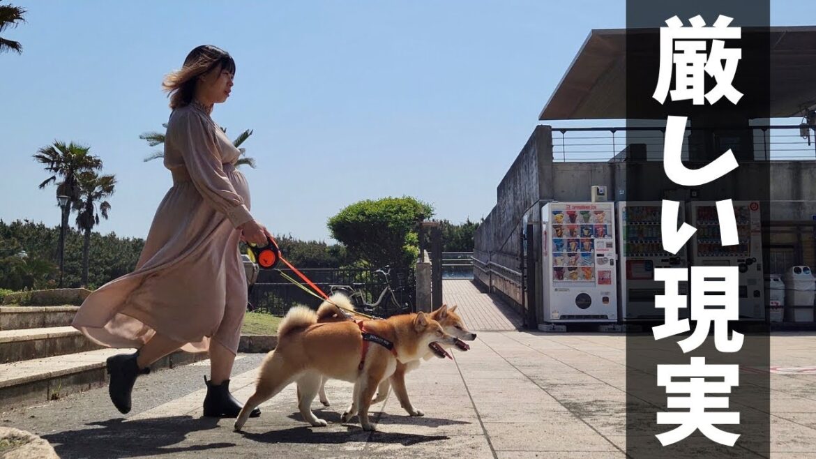 出産目前「これ以上デブるな！」と言われたママと大暴れの柴犬達