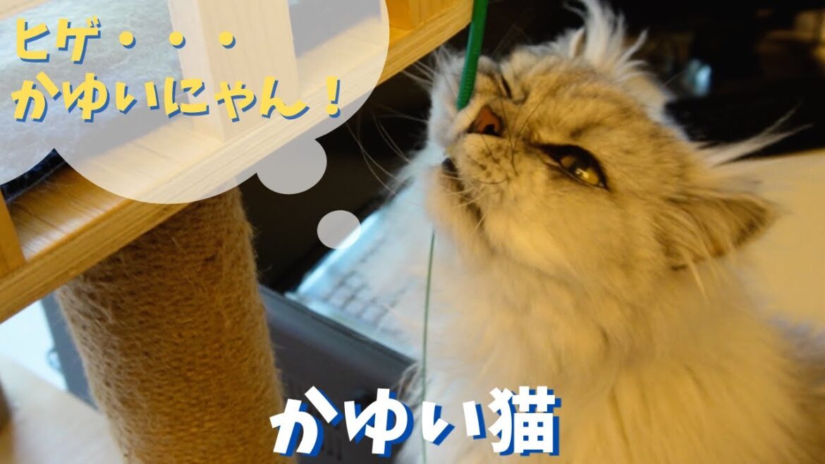 かゆい猫|ラガマフィンのラガさん かゆい猫|ラガマフィンのラガさん