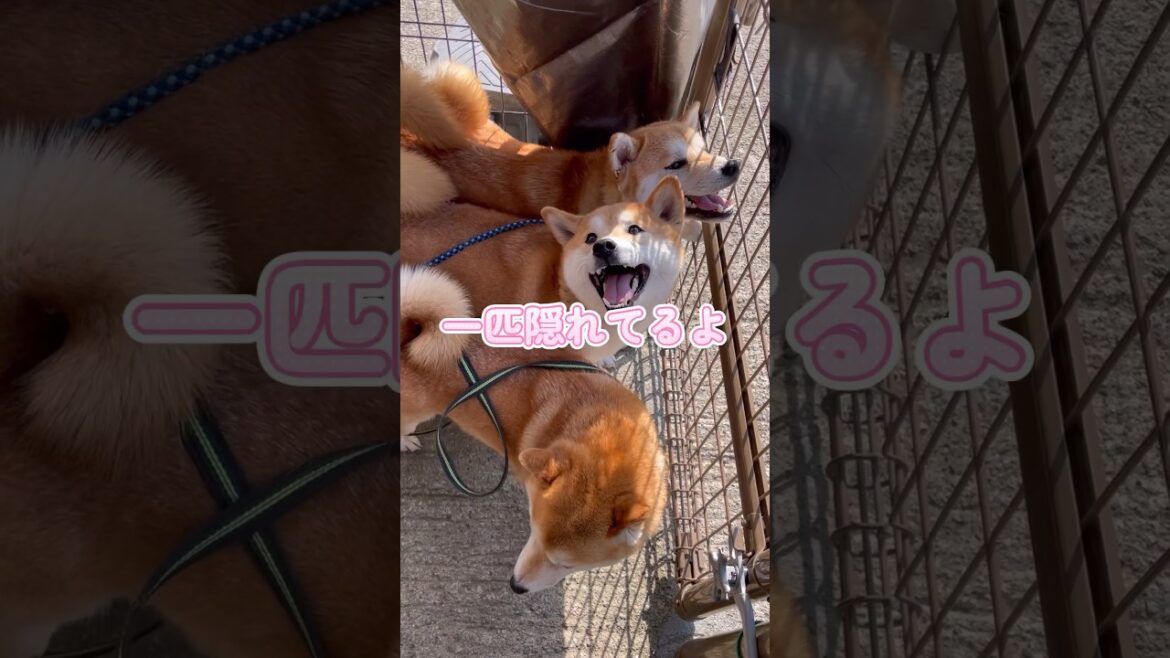誰が隠れているのかわかるかな？ #shorts #柴犬