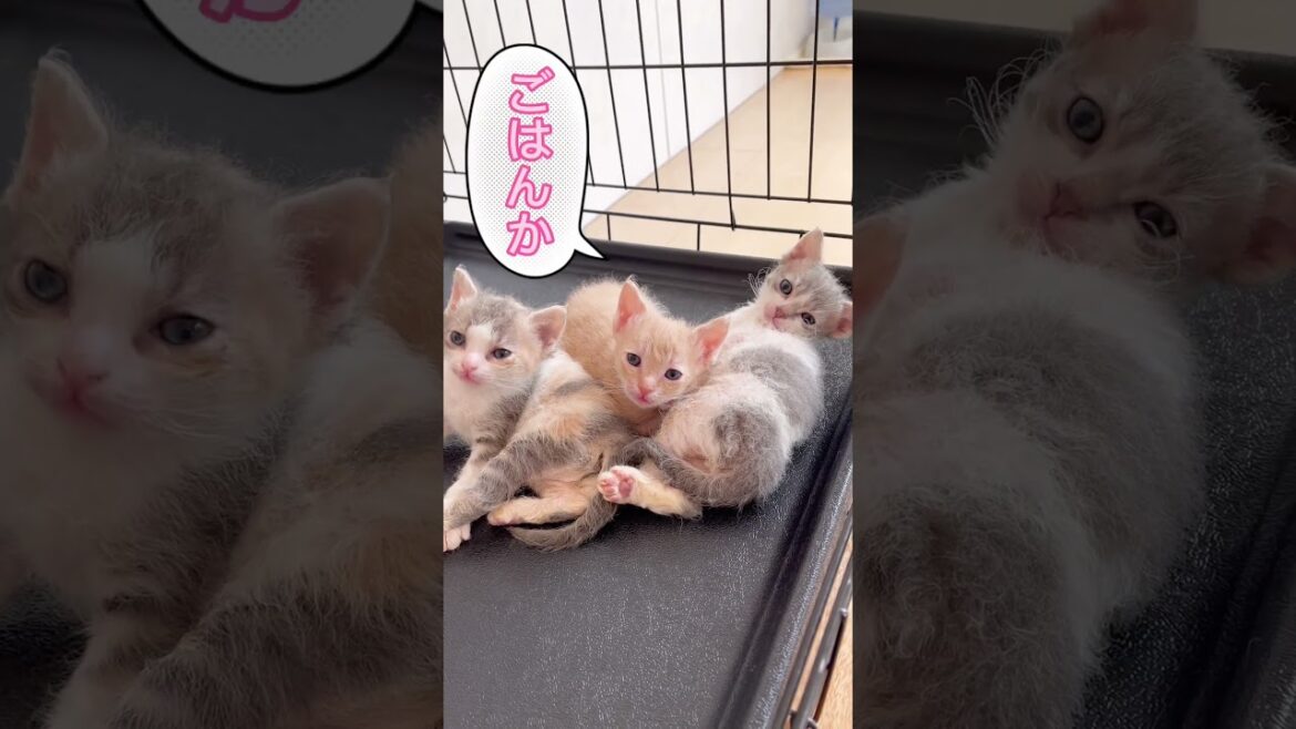 ママを待つ子猫ちゃん♥️ 【お問合せ詳細は説明欄に記載あります】 #ブリーダー直販 #ラパーマ #猫 #猫のいる暮らし #子猫 #マンチカン #ミヌエット #スクーカム