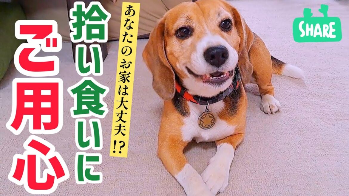 ビーグル犬が　なんか拾って食っている…