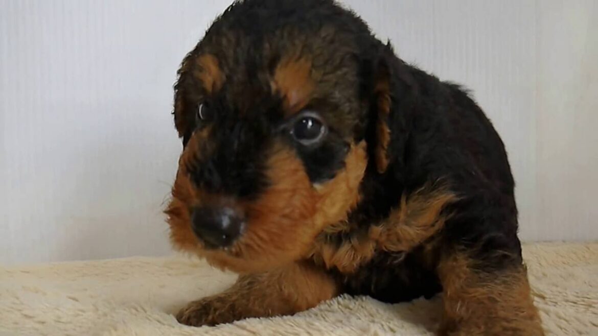 エアデールテリア7/25生まれオス東京ブリーダーの子犬を販売（青）