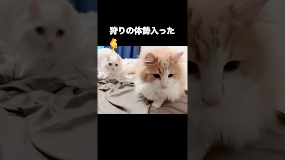 猫に狙われたヘアゴム#shorts#short#ノルウェージャン #アメリカンカール#猫 猫に狙われたヘアゴム#shorts#short#ノルウェージャン #アメリカンカール#猫