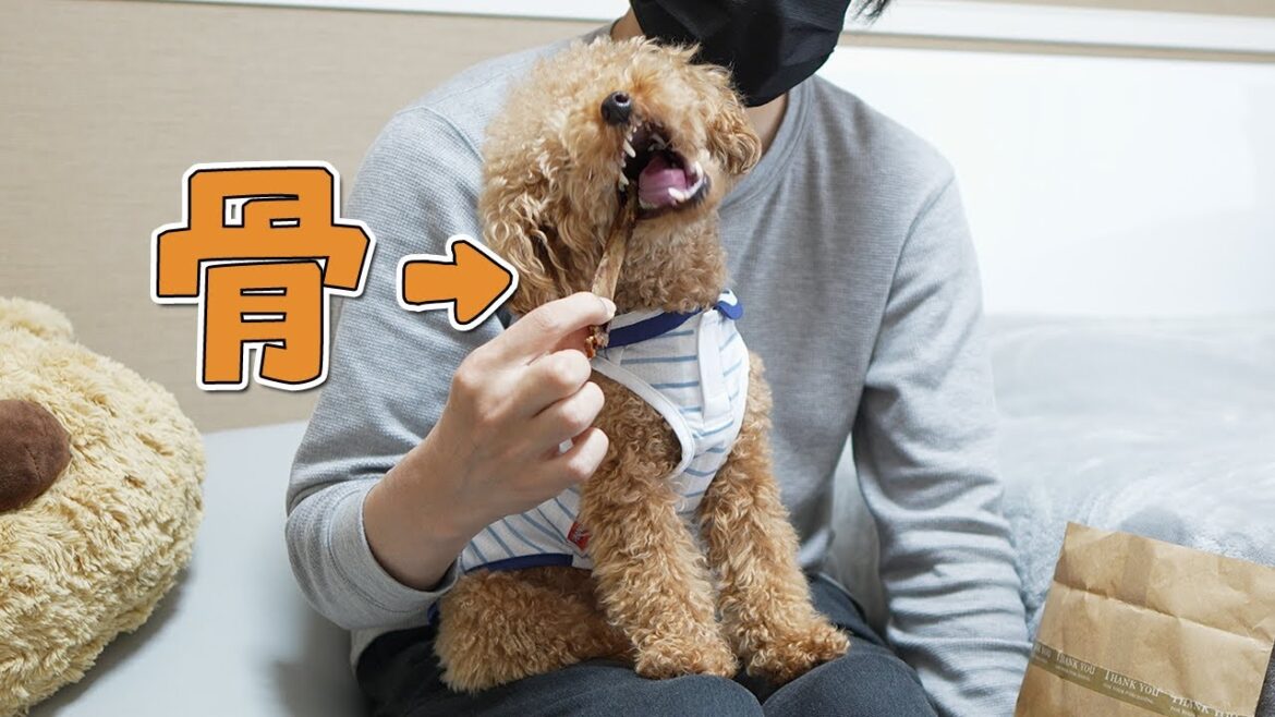 はじめて犬に骨をあげたらこうなりました【トイプードル】 はじめて犬に骨をあげたらこうなりました【トイプードル】
