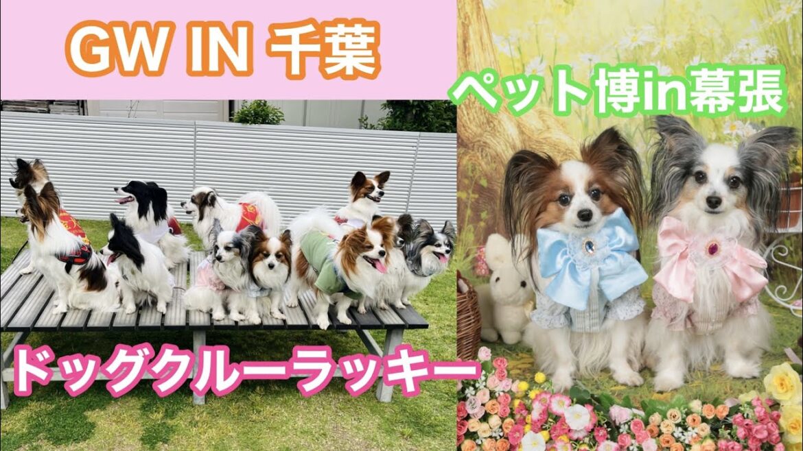 【GWの一日】パピヨン集合＆ペット博！！ #papillon #pets博 #ペット博 #幕張メッセ ＃犬イベント #パピヨン  #犬  #dog #dogevent #dogrun