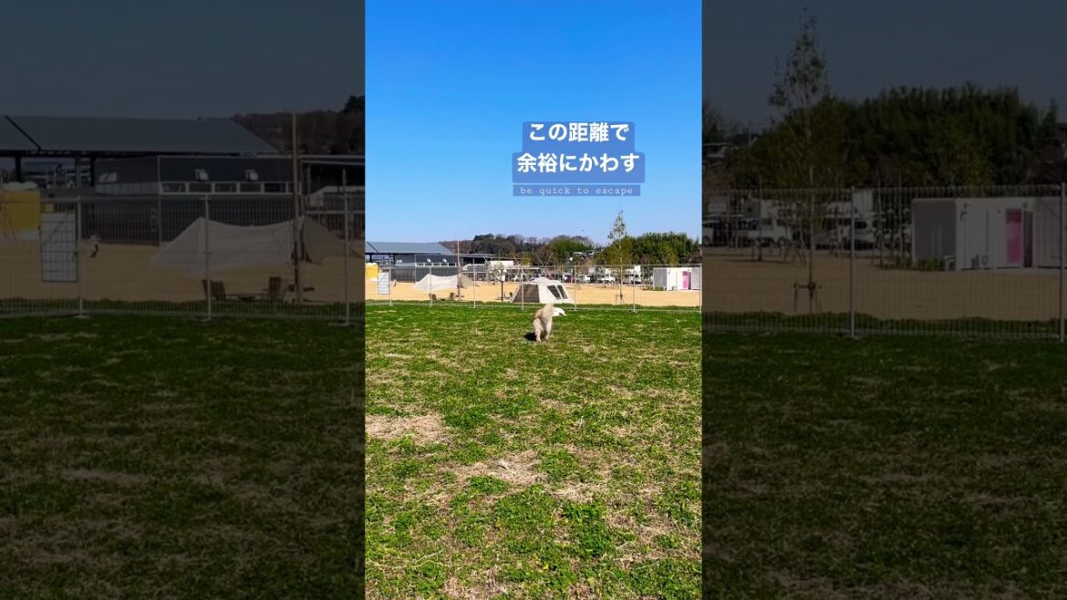 余裕のよっちゃん　margin ゴールデンレトリバー　ボクサー犬