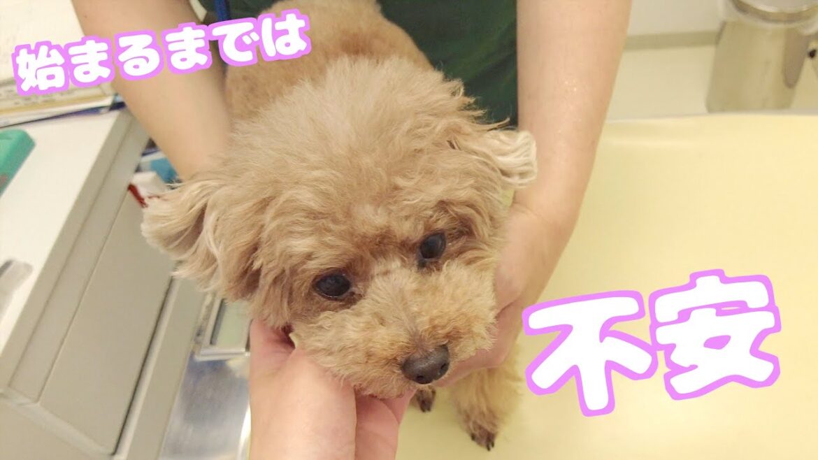 年に1回の狂犬病注射があまりにも早く終わってキョトンな兄犬がこちら 年に1回の狂犬病注射があまりにも早く終わってキョトンな兄犬がこちら