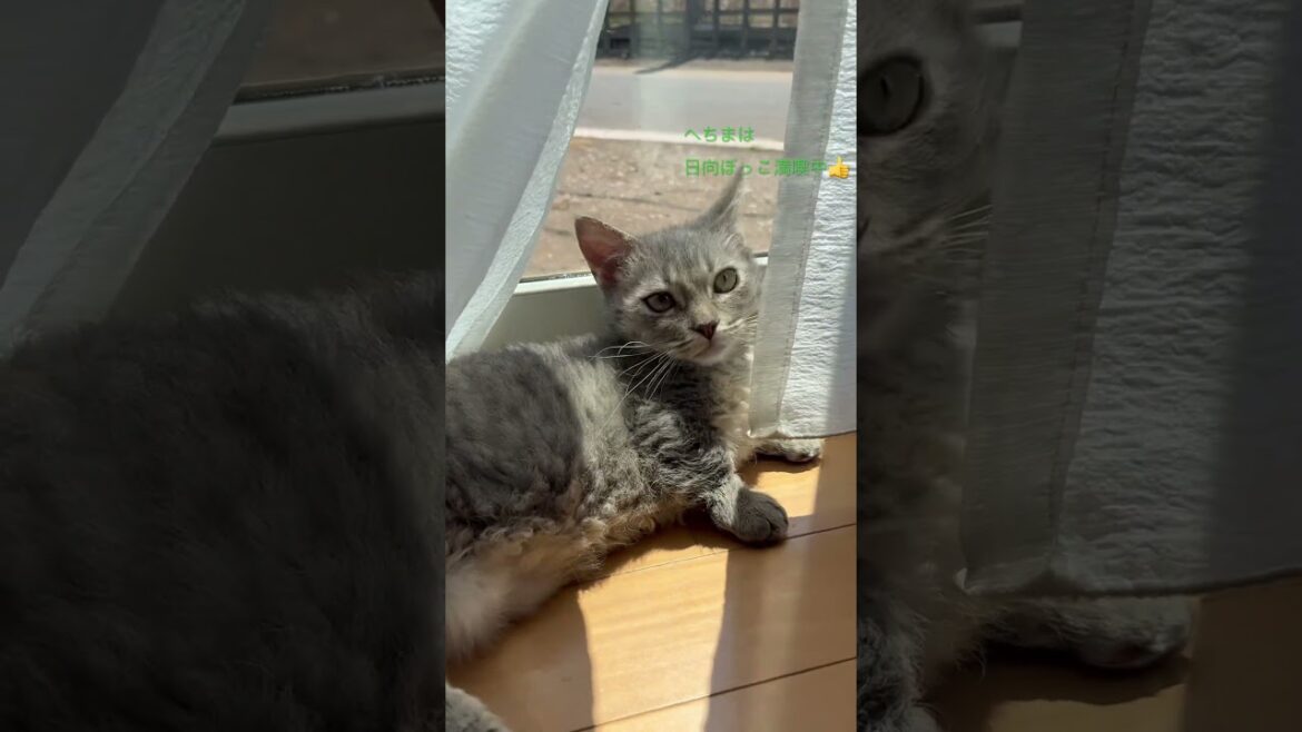 日向ぼっこ#ノルウェージャンフォレストキャット #スクーカム # ねこ好き #ねこのいる生活 #ねこ動画 #短足猫 #こねこ #甘えん坊猫 ＃ひなたぼっこ