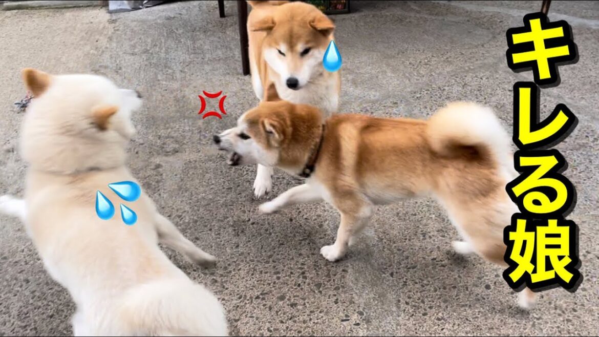 都合が悪くなるとキレるヤンキーのような柴犬の女の子は自己防衛心が強いのですw