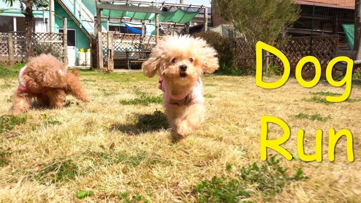 ドッグラン「Doga in Dog Run」α94